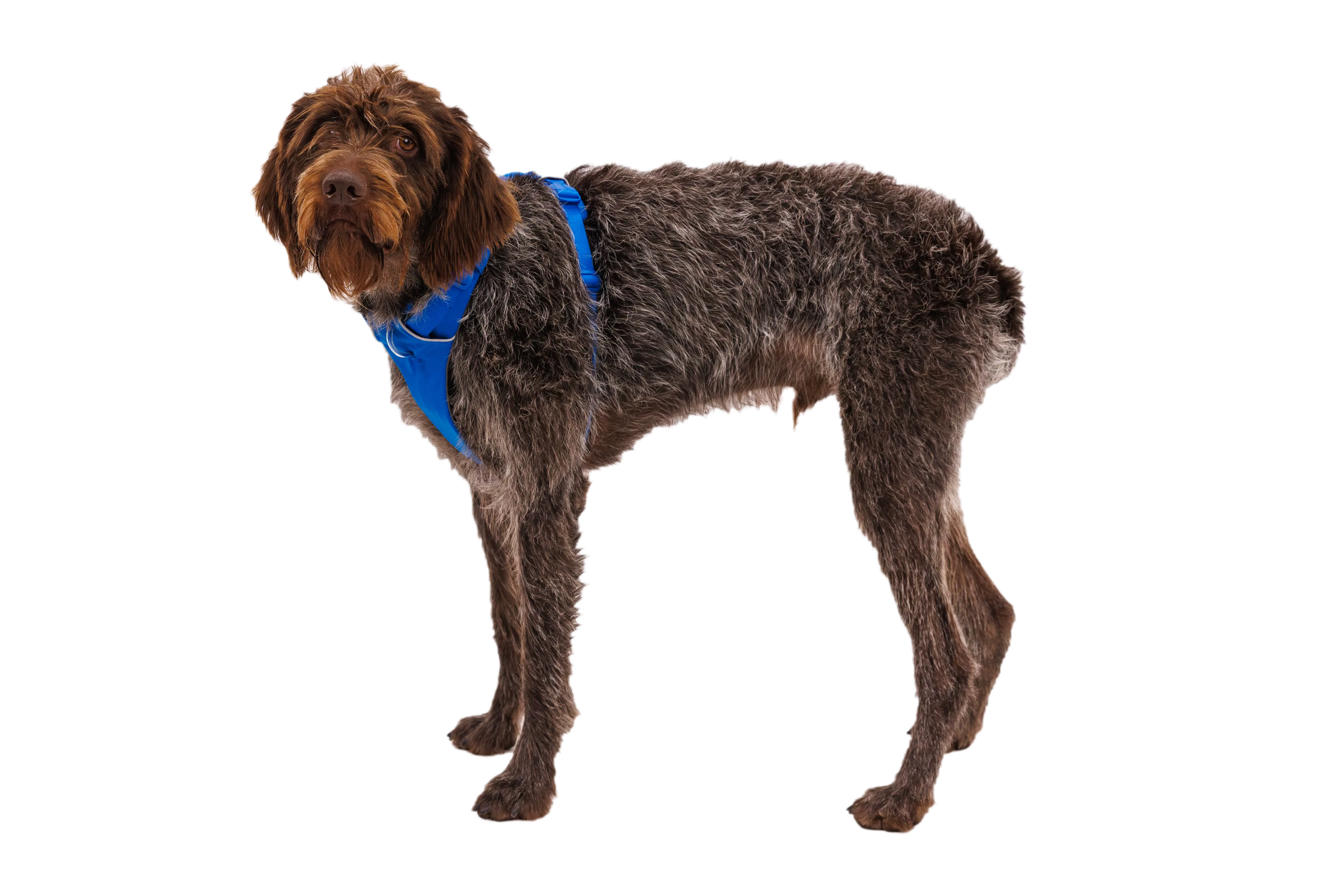 RP - Front Range® Dog Harness