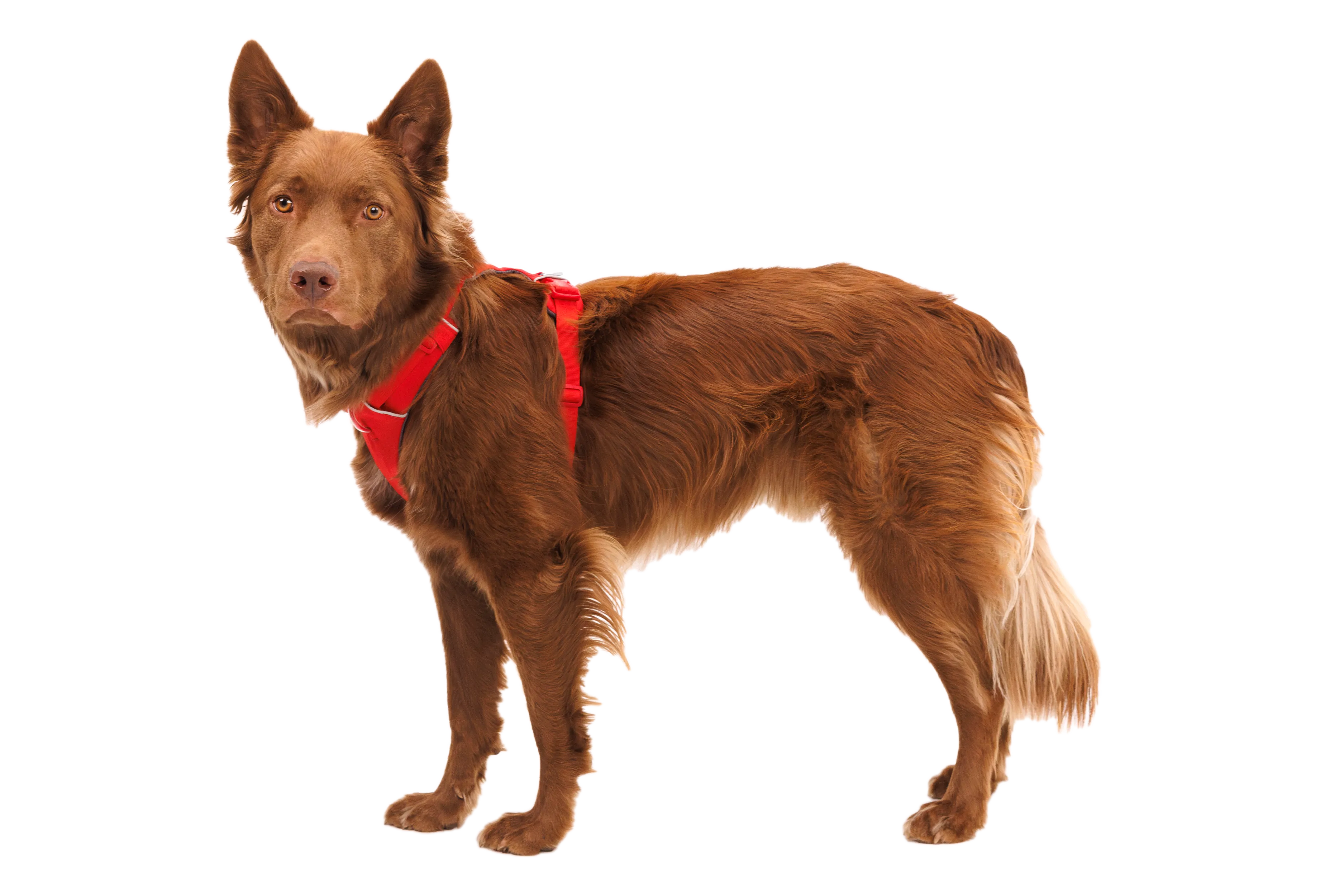 RP - Front Range® Dog Harness