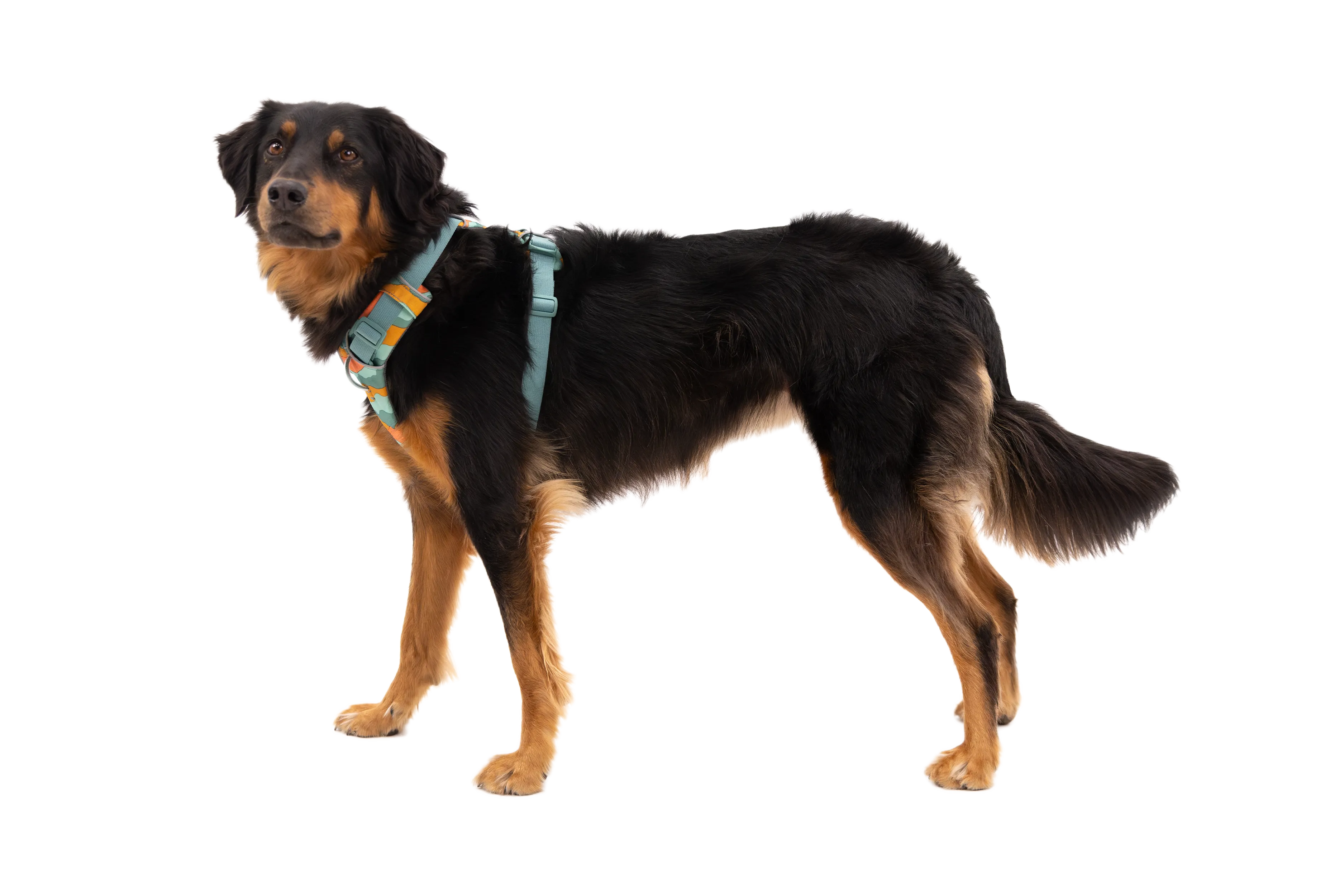 RP - Front Range® Dog Harness